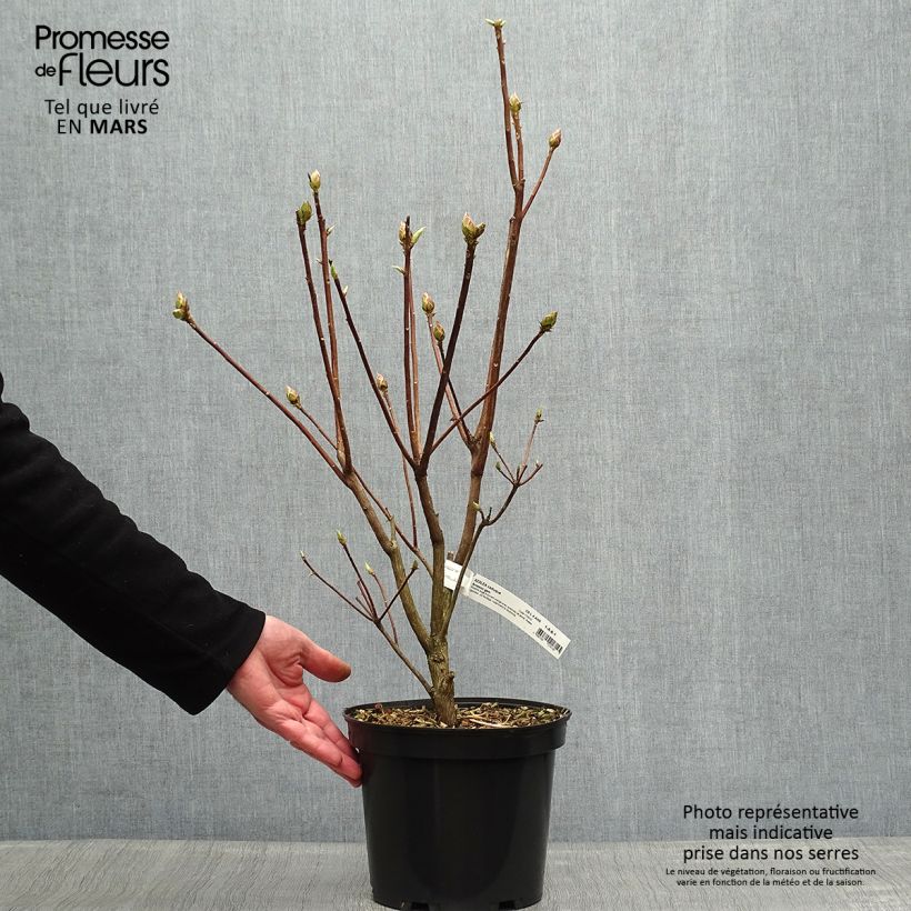 Azalea Arneson Gem Maceta 4L/5L Ejemplar entregado en la primavera