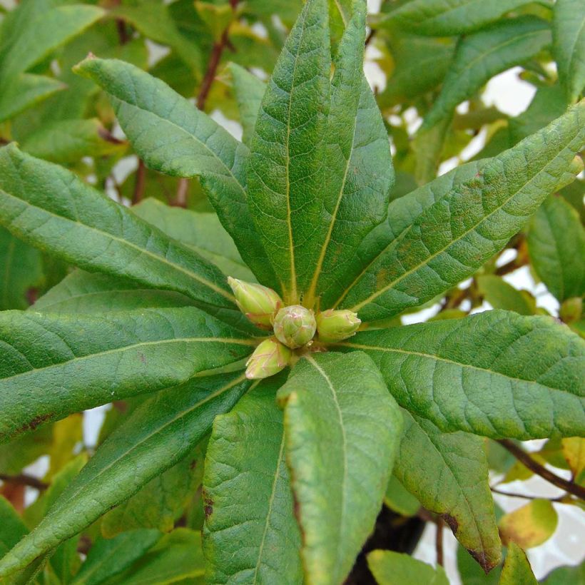 Azalea amarilla Irene Koster - Azalea x occidentale en macetas de 4L./5L. (Follaje)