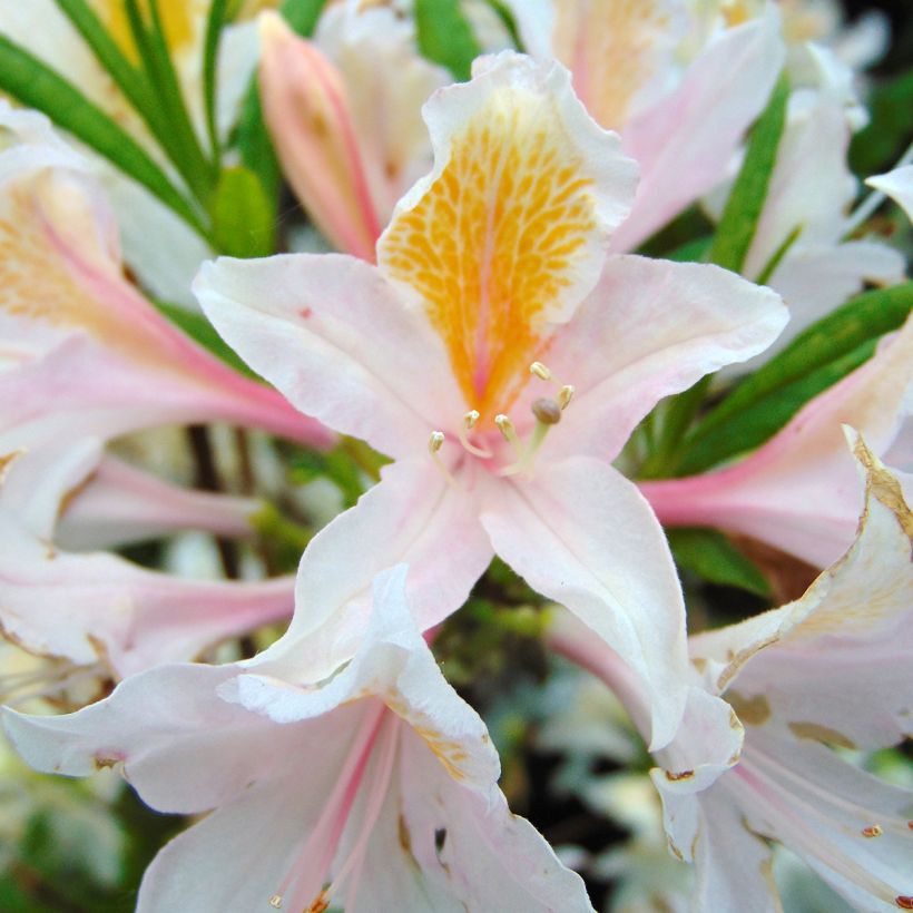 Azalea amarilla Irene Koster - Azalea x occidentale en macetas de 4L./5L. (Floración)