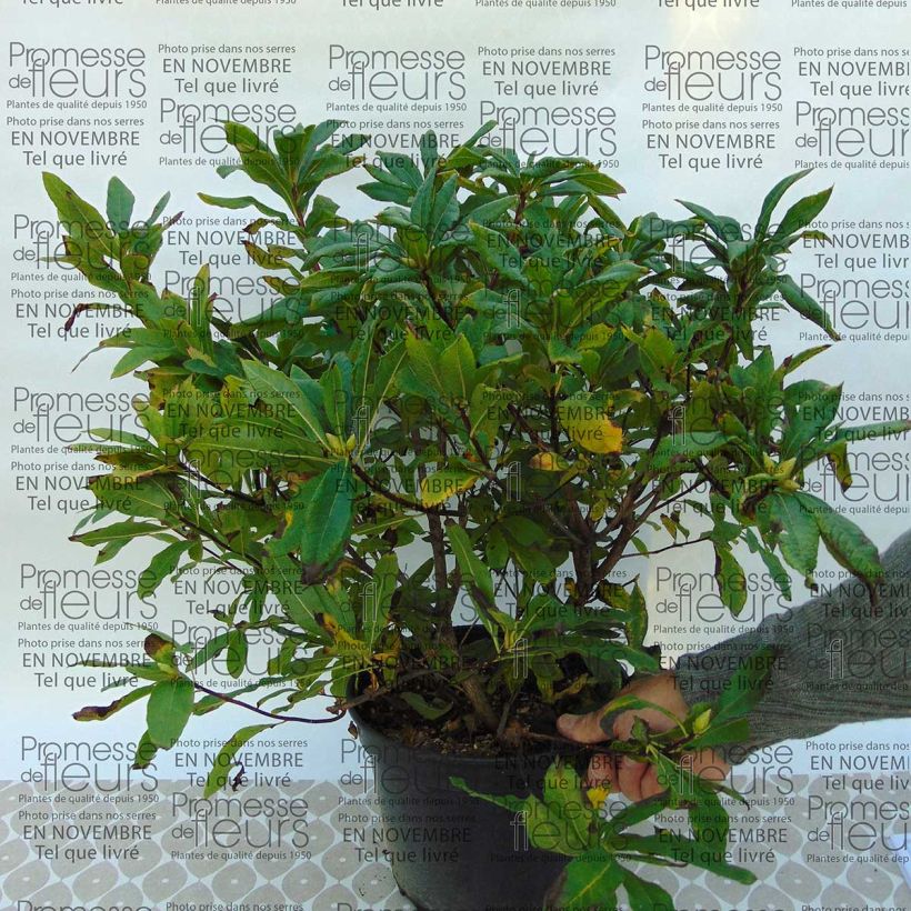Ejemplo de ejemplar de Azalea amarilla Irene Koster - Azalea x occidentale en macetas de 4L./5L. tal y como se entrega
