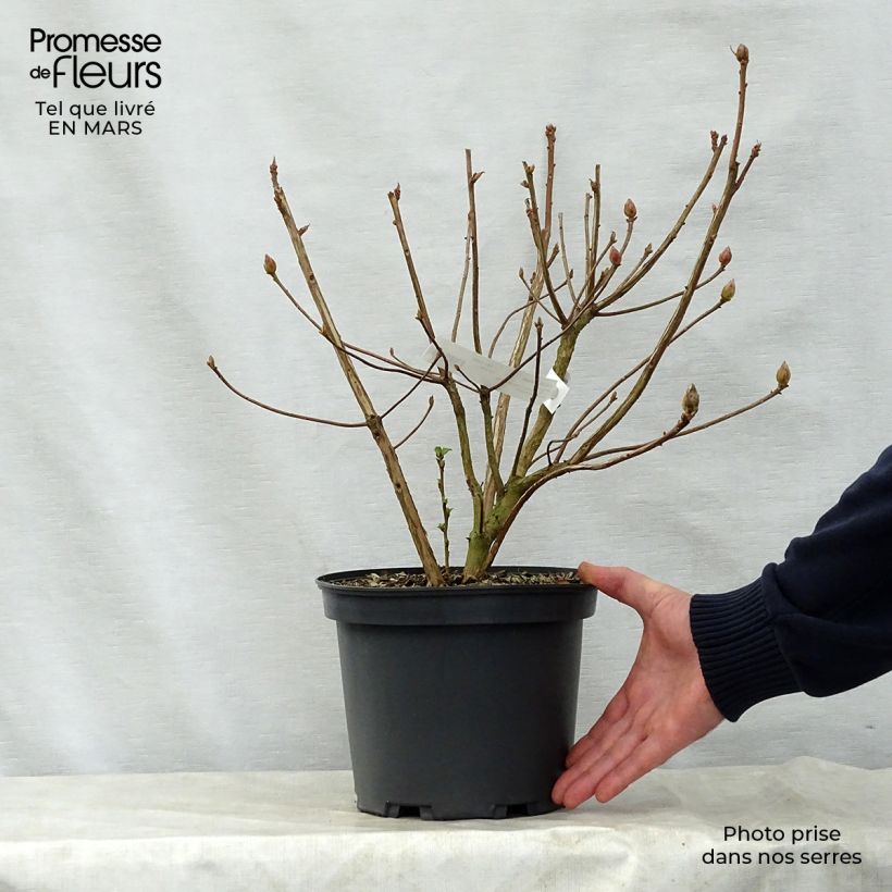 Azalea Berry Rose Maceta 4L/5L Ejemplar entregado en la primavera