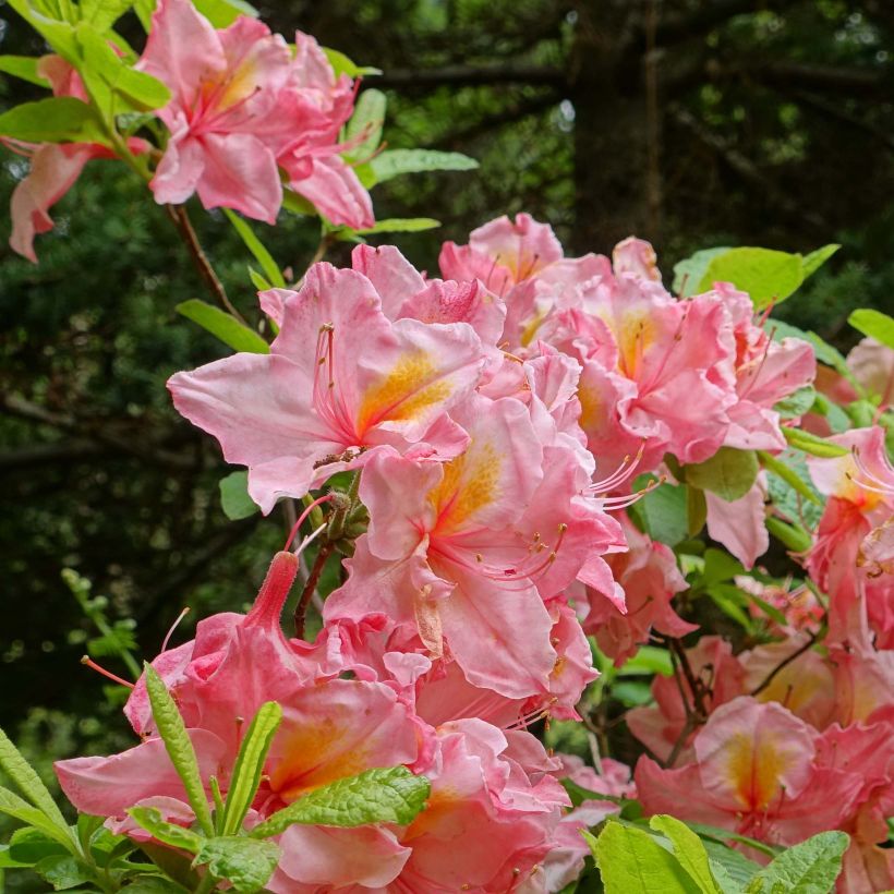 Azalea mollis Cecile (Floración)