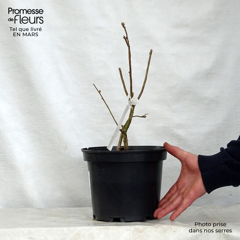 Azalea mollis Daviesii Maceta 4L/5L Ejemplar entregado en la primavera