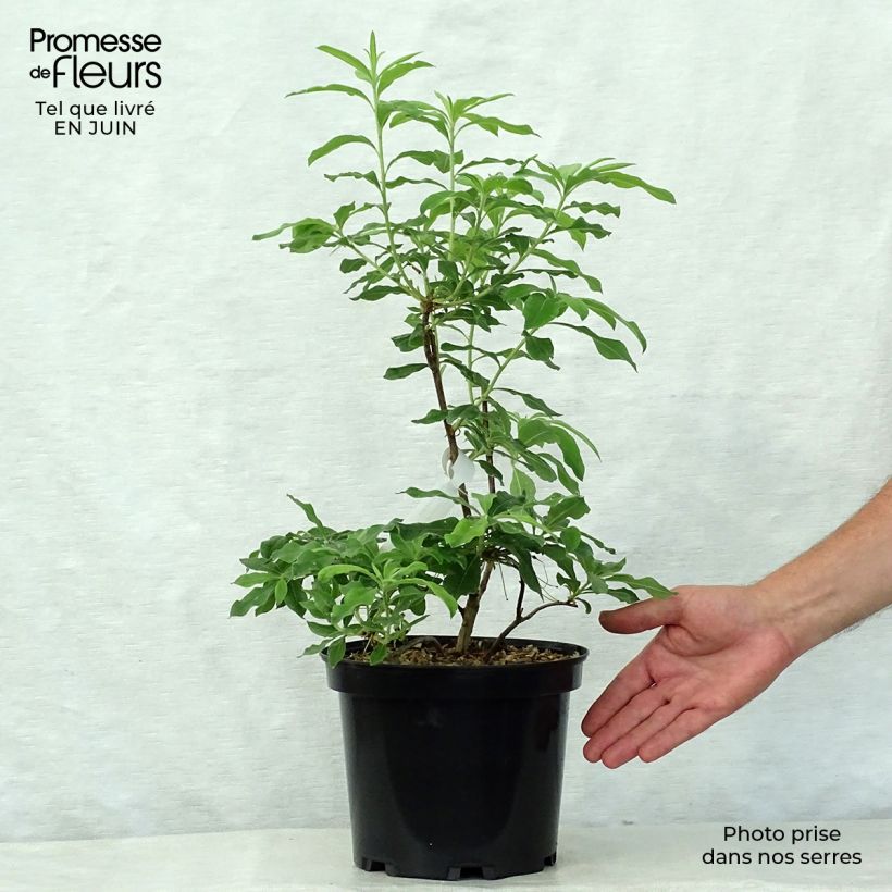 Ejemplar de Azalea mollis Daviesii Maceta 4L/5L entregado en verano