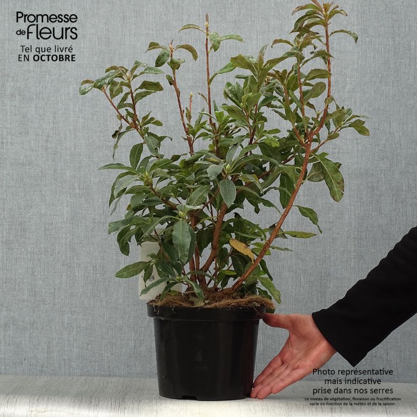 Ejemplar de Azalea mollis Daviesii Maceta 4L/5L entregado en otoño