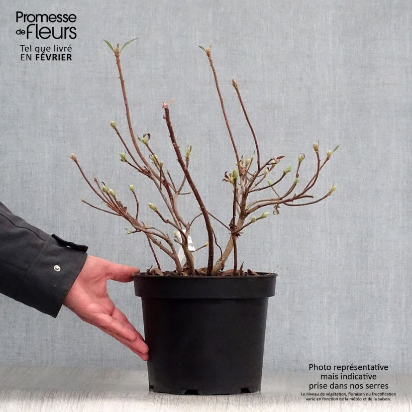 Azalea mollis Daviesii Maceta 4L/5L Ejemplar entregado en invierno