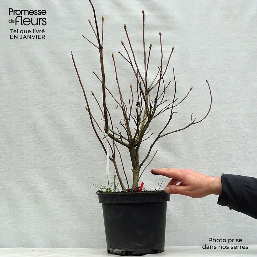 Azalea Fire Ball Maceta 4L/5L Ejemplar entregado en invierno