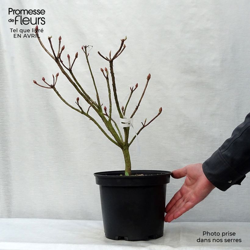 Azalea Fire Ball Maceta 4L/5L Ejemplar entregado en la primavera