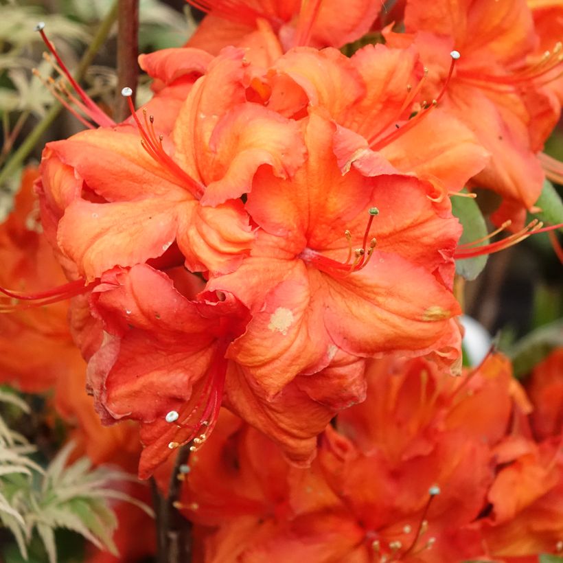 Azalea Fire Ball (Floración)