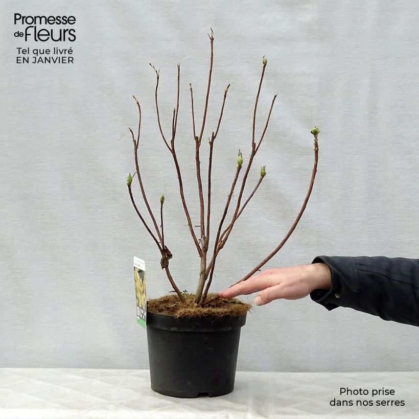 Azalea mollis Harvest Moon Maceta 4L/5L Ejemplar entregado en invierno