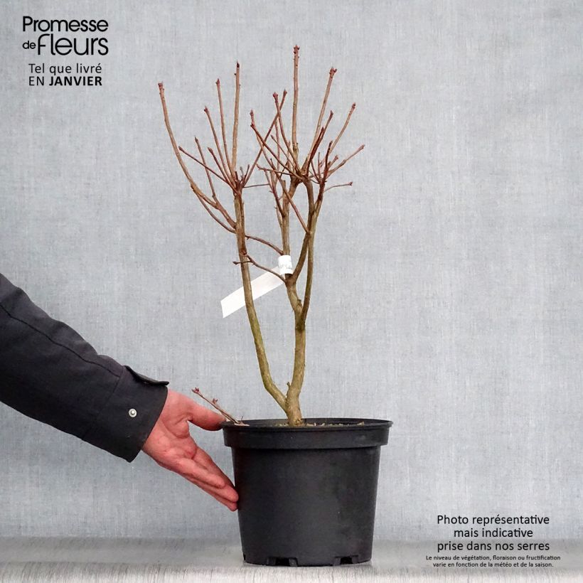 Azalea viscosum Jolie Madame Maceta 3L/4L Ejemplar entregado en invierno