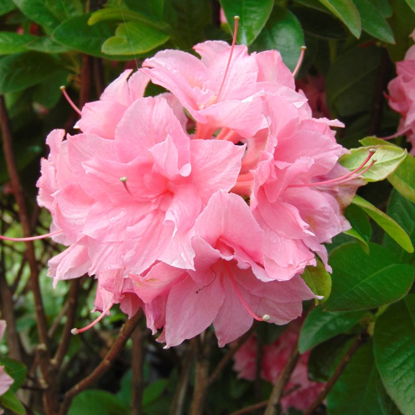 Azalea Kilian (Floración)