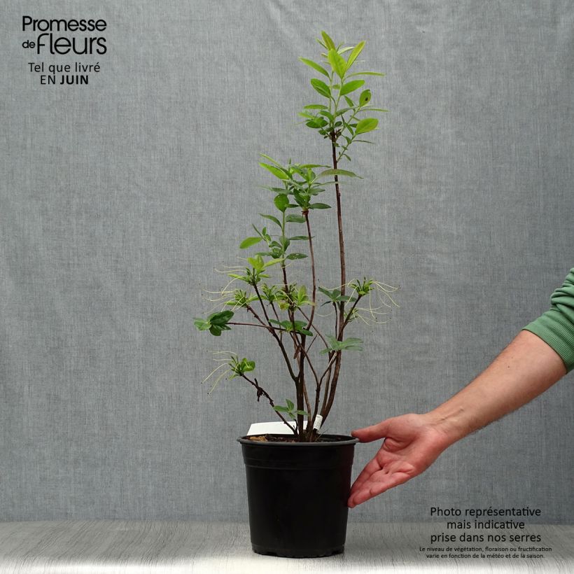 Ejemplar de Azalea mollis Klondyke Maceta 4L/5L entregado en verano