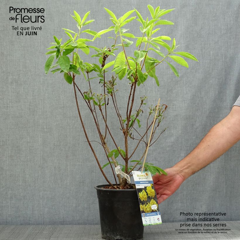 Ejemplar de Azalea Lingot d'Or Maceta 4L/5L entregado en verano