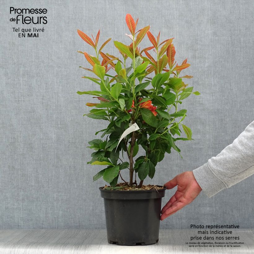 Azalea Mary Poppins Maceta 4L/5L Ejemplar entregado en la primavera