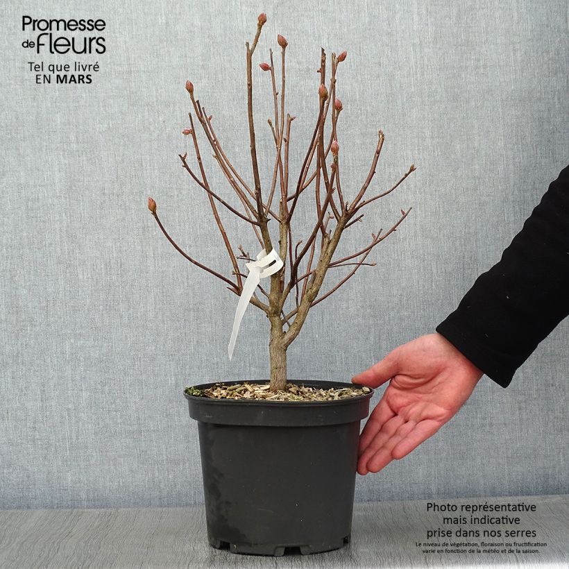 Azalea Mary Poppins Maceta 4L/5L Ejemplar entregado en invierno