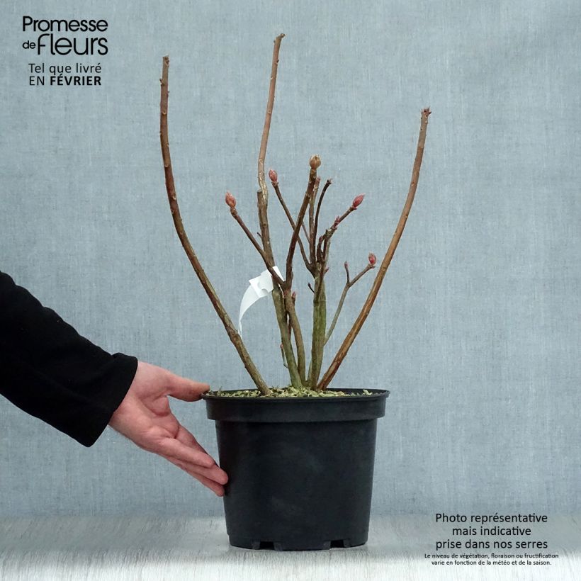 Azalea Mount Rainier Maceta 4L/5L Ejemplar entregado en invierno