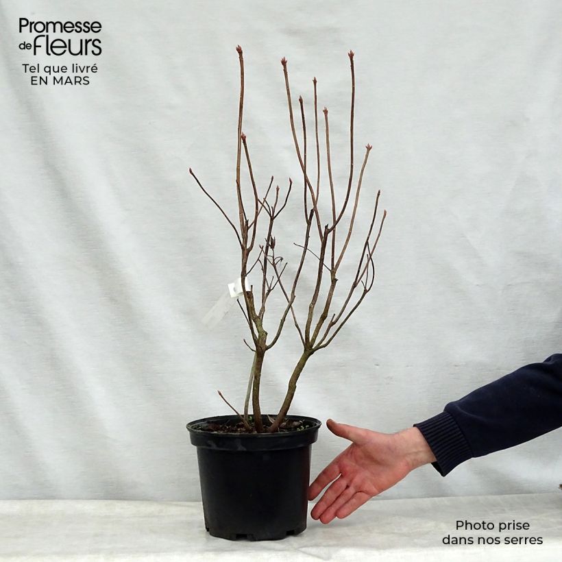 Azalea Mount Rainier Maceta 4L/5L Ejemplar entregado en la primavera