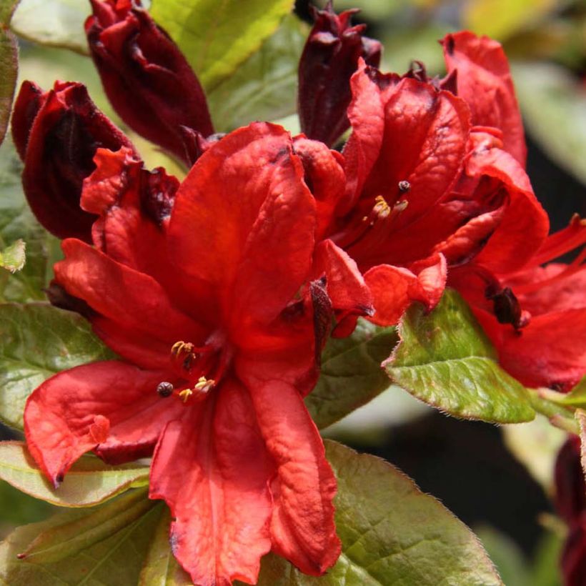 Azalea luteum Nabucco (Floración)