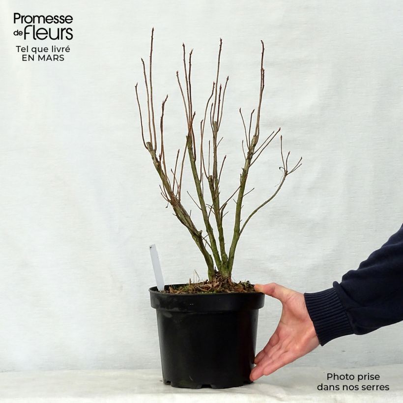 Azalea luteum Nabucco Maceta 4L/5L Ejemplar entregado en la primavera