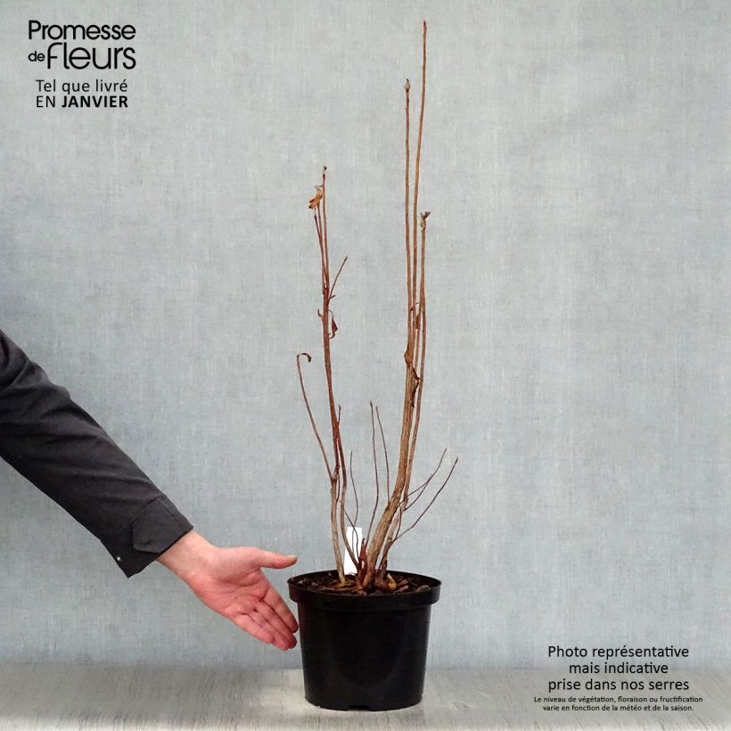 Azalea luteum Nabucco Maceta 4L/5L Ejemplar entregado en invierno