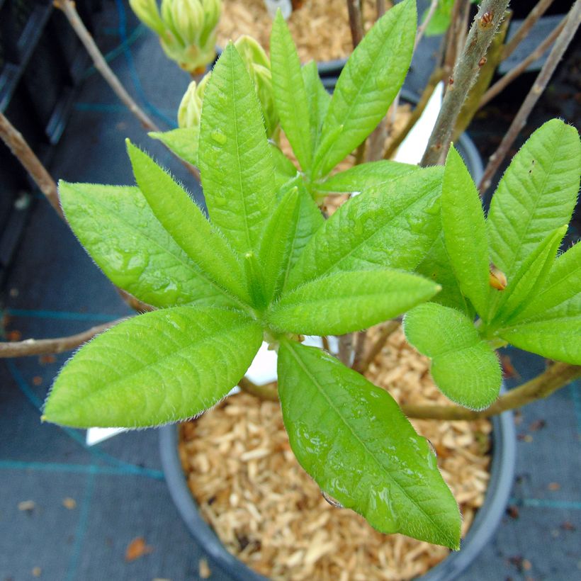 Azalea mollis Persil (Follaje)