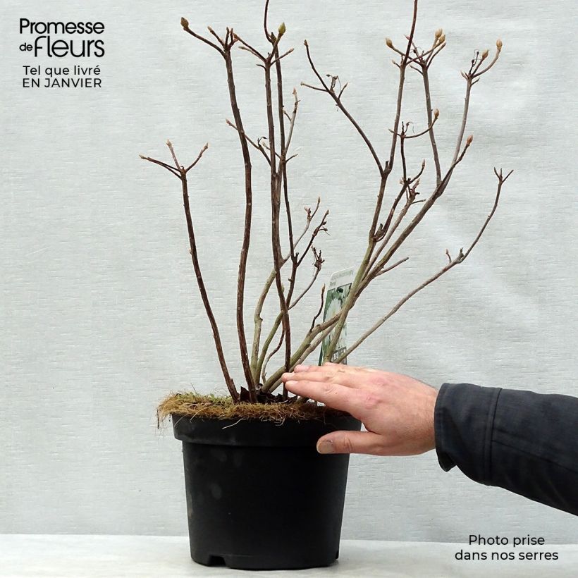 Azalea mollis Persil Maceta 4L/5L Ejemplar entregado en invierno