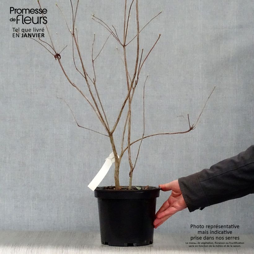 Azalea Wallowa Red Maceta 4L/5L Ejemplar entregado en invierno