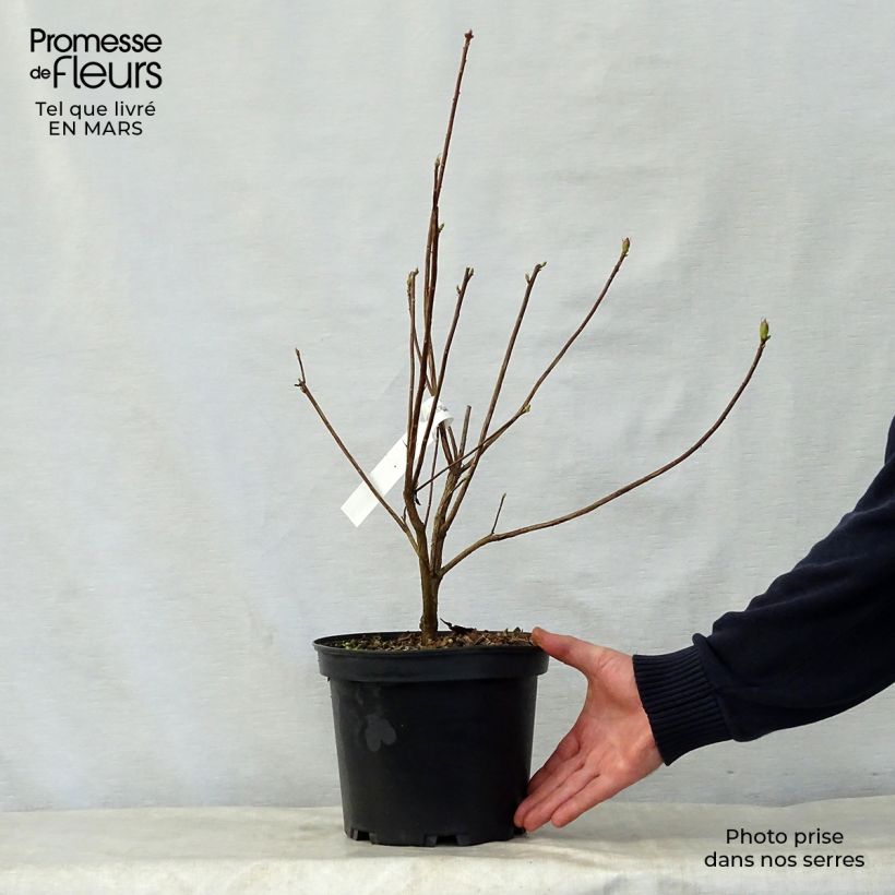 Azalea Wallowa Red Maceta 4L/5L Ejemplar entregado en la primavera