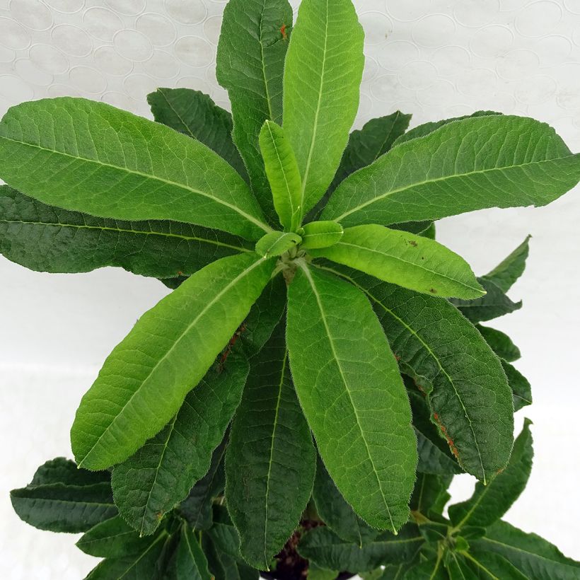 Azalea mollis White Frills (Follaje)