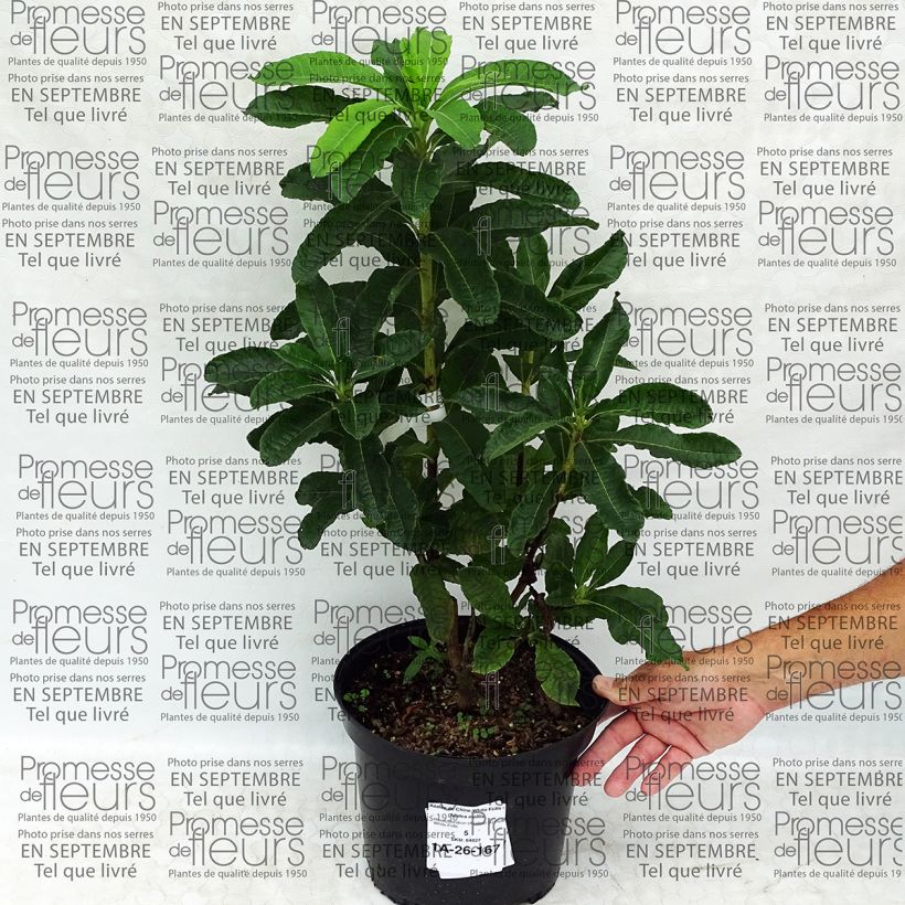 Ejemplo de ejemplar de Azalea mollis White Frills Maceta 4L/5L tal y como se entrega