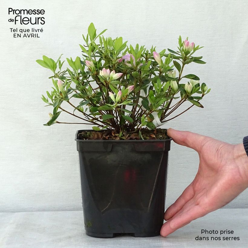 Azalea japonica Al's Picotee Maceta 2L/3L Ejemplar entregado en la primavera