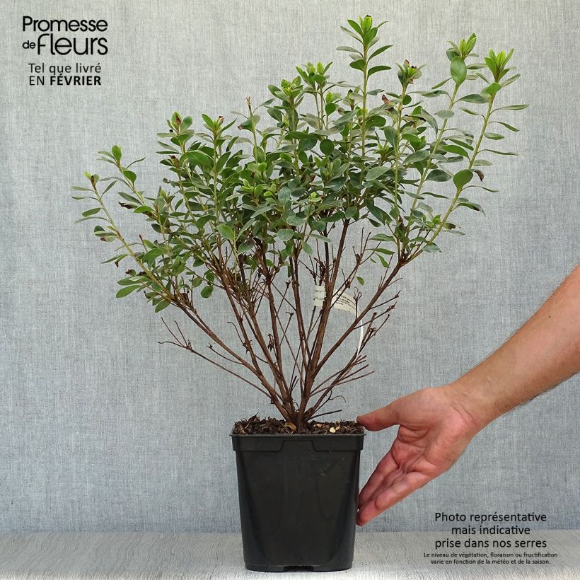 Ejemplar de Azalea japonica Al's Picotee Maceta 2L/3L entregado en otoño