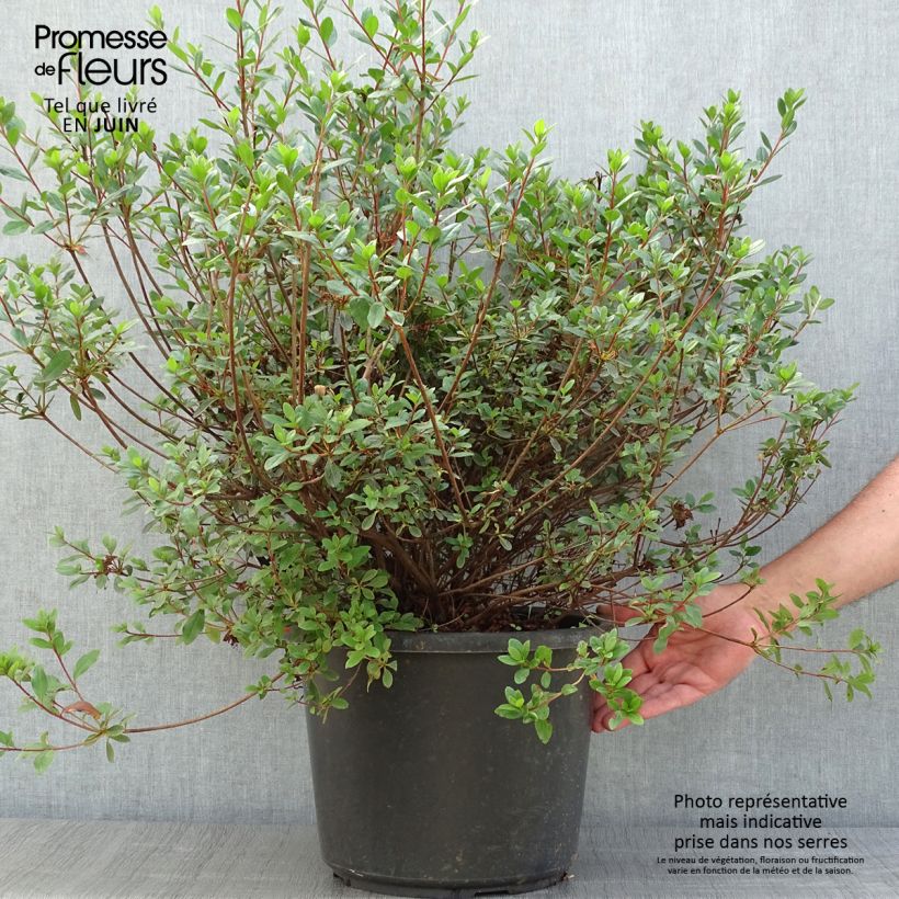 Ejemplar de Azalea Amoena Maceta 12L/15L entregado en verano