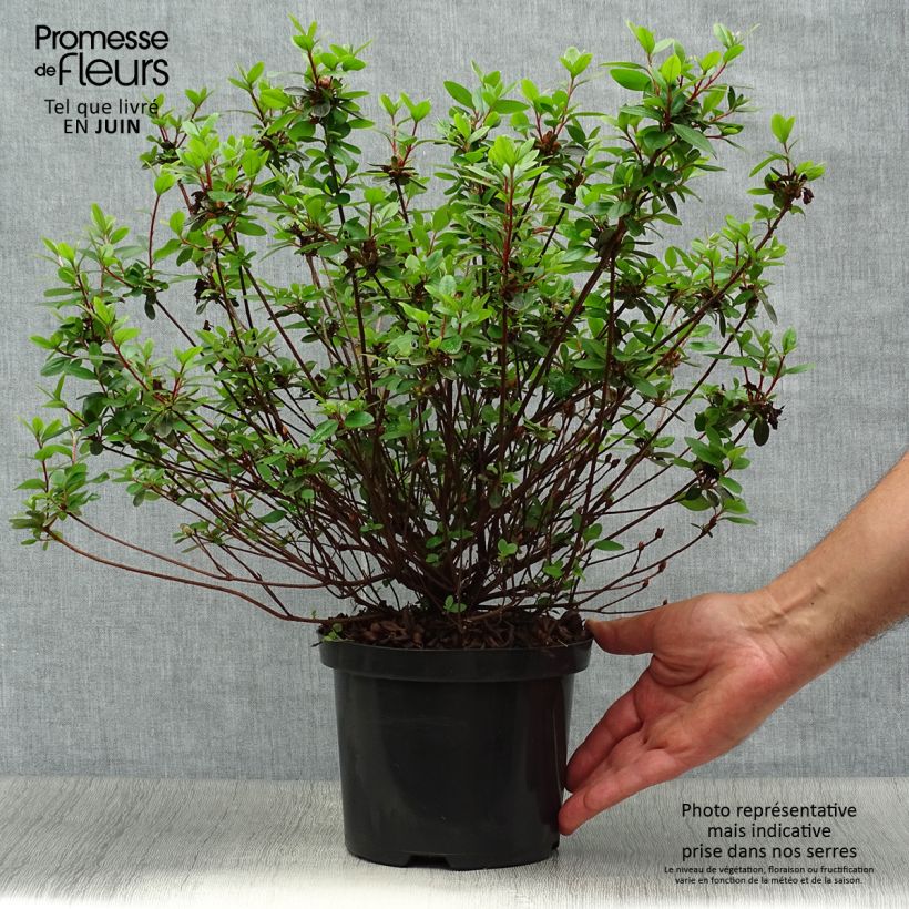 Ejemplar de Azalea Amoena Maceta 2L/3L entregado en verano