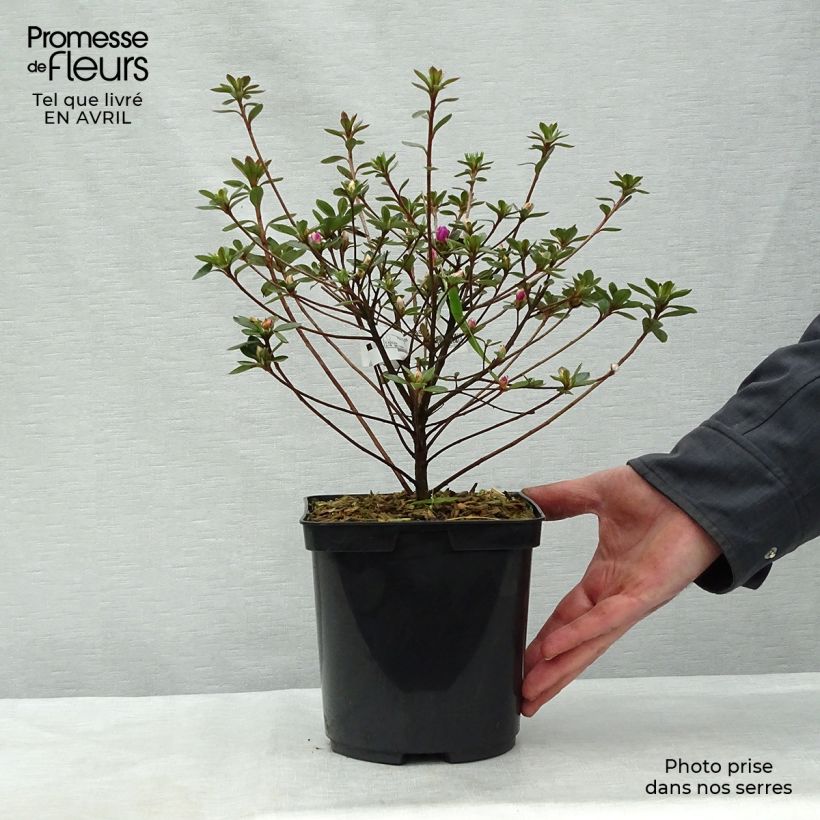 Azalea Amoena Maceta 2L/3L Ejemplar entregado en la primavera