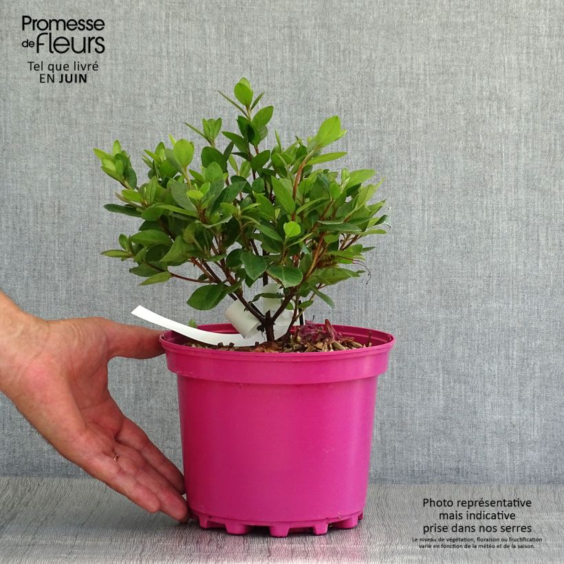 Ejemplar de Azalea japonica Christina Maceta 2L/3L entregado en verano
