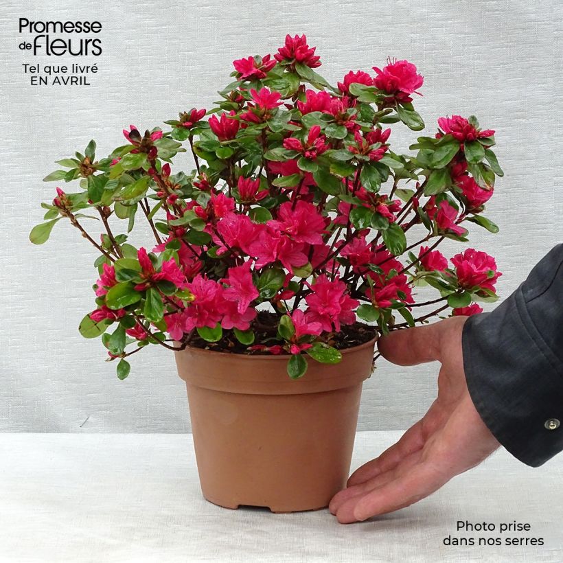 Azalea Hino-Crimson Maceta 2L/3L Ejemplar entregado en la primavera