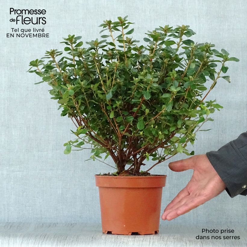 Ejemplar de Azalea Hino-Crimson Maceta 2L/3L entregado en otoño