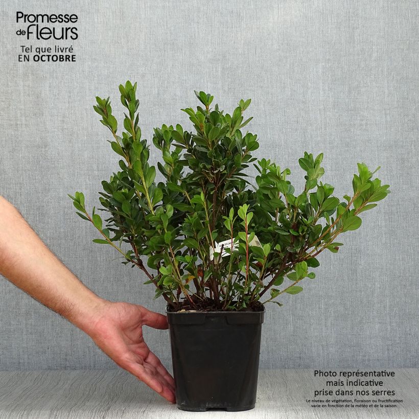 Ejemplar de Azalea japonica Johanna Maceta 2L/3L entregado en otoño