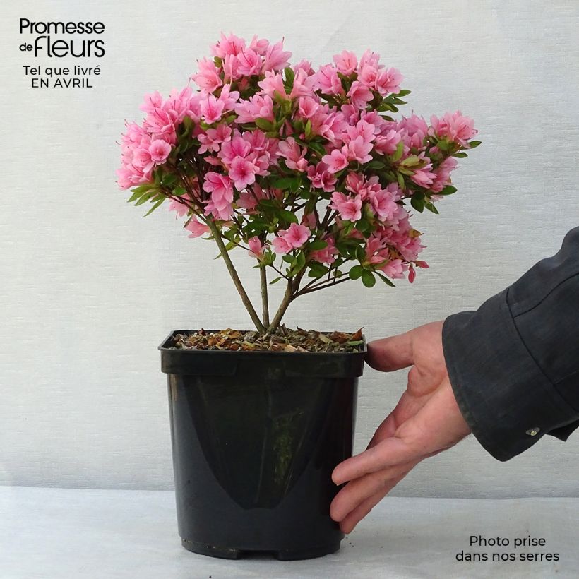Azalea japonica Kirin Maceta 2L/3L Ejemplar entregado en la primavera