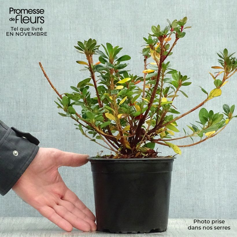 Ejemplar de Azalea japonica Moederdag Maceta 2L/3L entregado en otoño