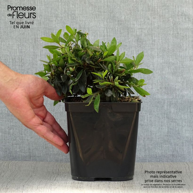 Ejemplar de Azalea Nakaharai Orange Maceta 2L/3L entregado en verano
