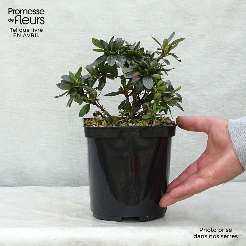 Azalea Nakaharai Orange Maceta 2L/3L Ejemplar entregado en la primavera