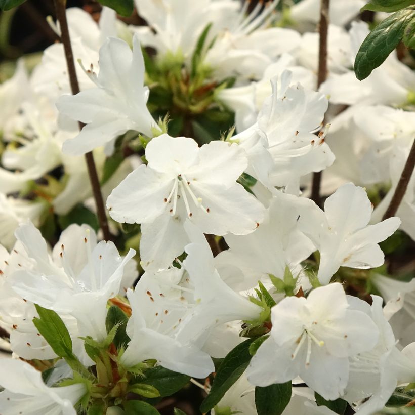 Azalea obtusum Palestrina (Floración)
