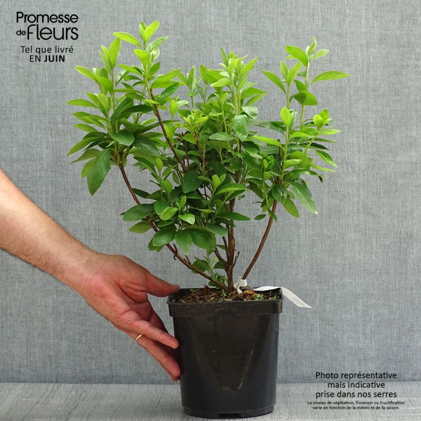 Ejemplar de Azalea obtusum Palestrina Maceta 2L/3L entregado en verano