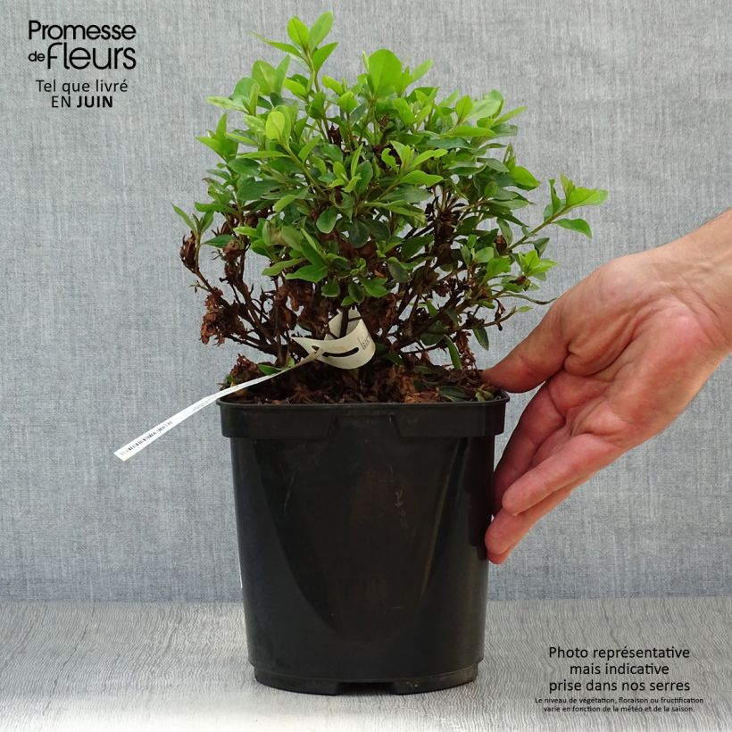 Ejemplar de Azalea kaempferi Peggy Ann Maceta 2L/3L entregado en verano