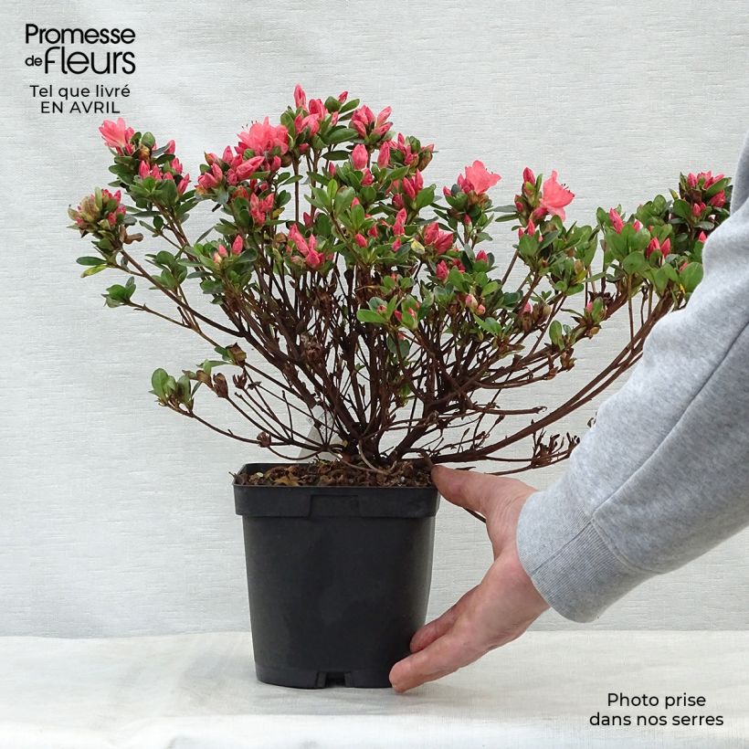 Azalea Rex Maceta 2L/3L Ejemplar entregado en la primavera