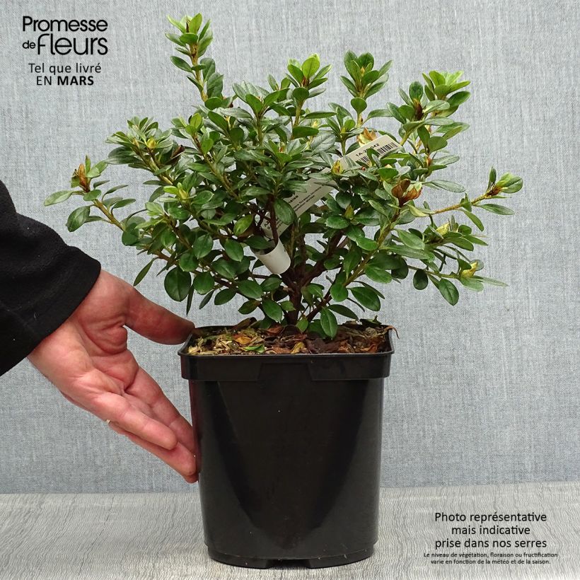 Azalea Sachsenstern Maceta 3L/4L Ejemplar entregado en la primavera
