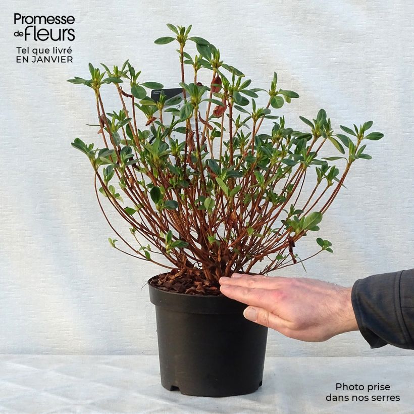 Azalea Schneewittchen Maceta 2L/3L Ejemplar entregado en invierno